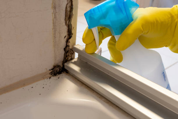 Best Residential Mold Removal  in Sun Valley, NV